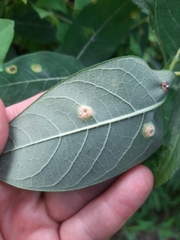 Puccinia seymouriana