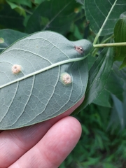 Puccinia seymouriana