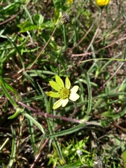 Wedelia martii