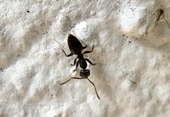 Technomyrmex difficilis