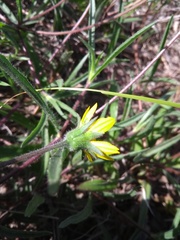 Wedelia martii