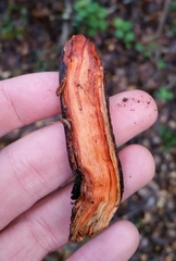 Phanerochaete sanguinea