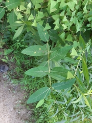 Puccinia seymouriana