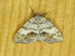 Macaria loricaria