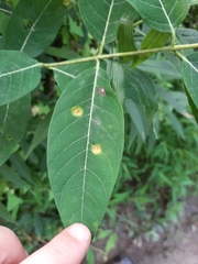 Puccinia seymouriana