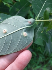 Puccinia seymouriana