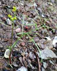 Lomatium caruifolium caruifolium