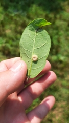 Puccinia seymouriana