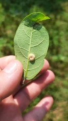 Puccinia seymouriana