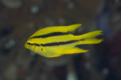 Neoglyphidodon nigroris