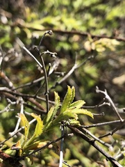 Baccharis plummerae plummerae