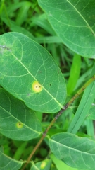 Puccinia seymouriana