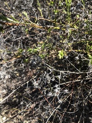 Baccharis plummerae plummerae