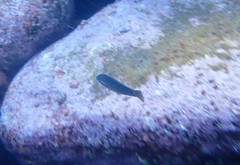 Anampses caeruleopunctatus