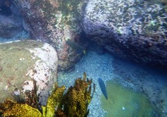 Anampses caeruleopunctatus