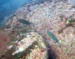 Anampses caeruleopunctatus