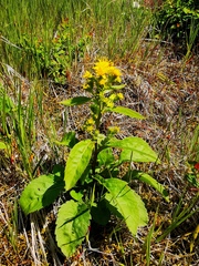 Solidago cuprea