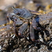 Thin-shelled Rock Crab - Photo (c) sea-kangaroo, some rights reserved (CC BY-NC-ND), uploaded by sea-kangaroo