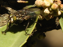 Sarconesia chlorogaster