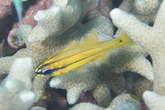Spotgill Cardinalfish photo 5