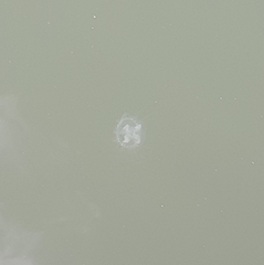 Craspedacusta sowerbii