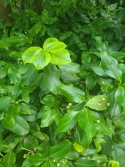Magnoliopsida
