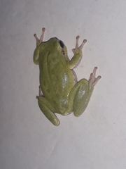 Hyla sarda