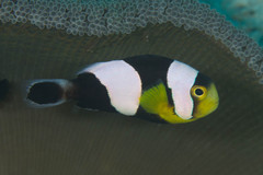 Amphiprion polymnus