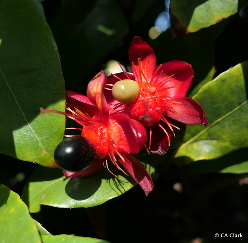 Ochna thomasiana observed 2017-12-06