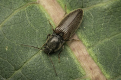 Hemicrepidius decoloratus