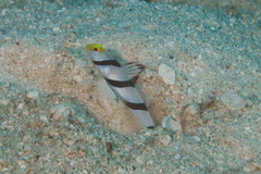 Stonogobiops xanthorhinicus