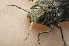 Chrysobothris viridiceps