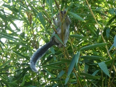 Sciurus variegatoides