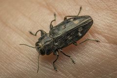 Chrysobothris viridiceps