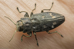 Chrysobothris viridiceps