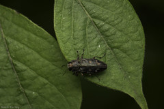 Chrysobothris viridiceps