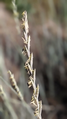 Thinopyrum intermedium intermedium