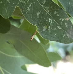 Andricus chinquapin