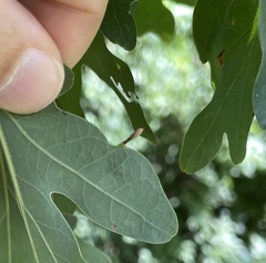 Andricus chinquapin