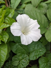 Calystegia × lucana