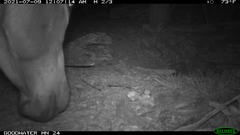 Equus asinus
