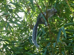 Sciurus variegatoides