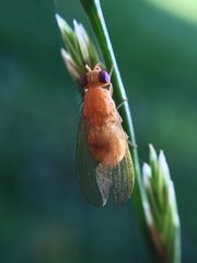 Sapromyzosoma quadripunctata