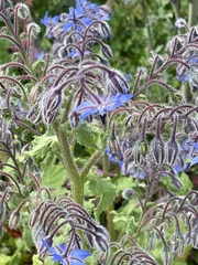 Borago