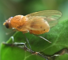 Sapromyzosoma quadripunctata