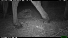 Equus asinus