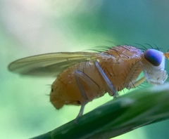 Sapromyzosoma quadripunctata