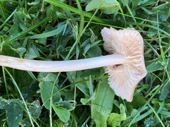 Marasmius collinus
