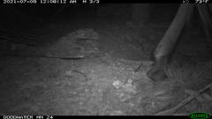 Equus asinus