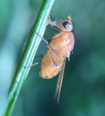 Sapromyzosoma quadripunctata